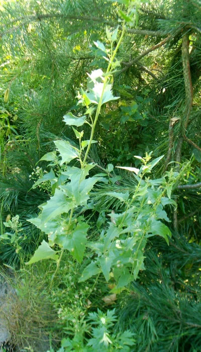 kulaty - Łoboda - rodzaj roślin należący do rodziny szarłatowatych (Amaranthaceae), w...