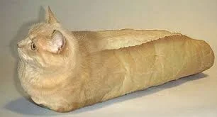 rybyzabyi_raki - Szukam przerobionych zdjęć kotów z ciałem-chlebem. W tym stylu:
#ko...