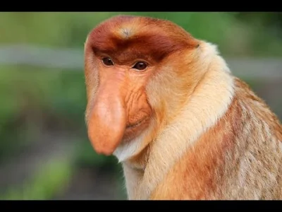 PawelW124 - @Zdenek: W tym filmiku masz wytłumaczone skąd wzięła się małpa polak( ͡° ...