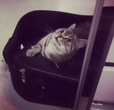 kwasnydeszcz - pakuje się do walizki na #wy, a zawsze jak się pakowałam to kot Melka ...
