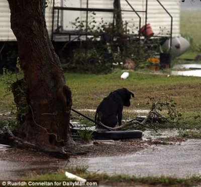 cumulus - Pies porzucony przez właścicieli przed nadejściem #huragan Harvey



#u...