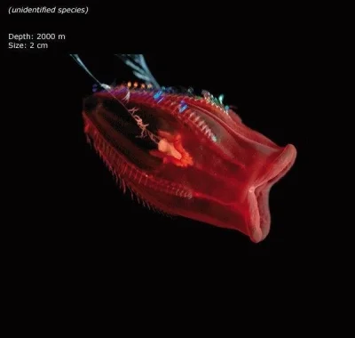 woytas - nieznany gatunek - mam propozycję nazwy - sea vagina - morska pochwa