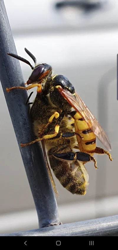 cudny - To tylko przegrana walka pszczoły z osą
Przeglądaj sobie mikro dalej
#pszczel...