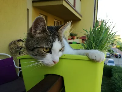 spamkiller - Nudne popołudnie. #pokazkota #kruszynka