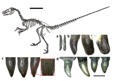 CrazyDino - Opisano nowego, prawdopodobnie wszystkożernego teropoda z wczesnej kredy ...