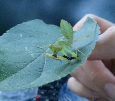 Krachu - 1. Pojedź w odwiedziny do rodzinnego domu.
2. Weź #!$%@?ę i Leosię, żeby po...