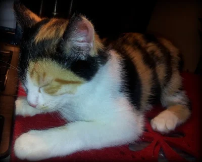 motylkowa - Mały kotek słodko śpi :D #pokakota #pokalole