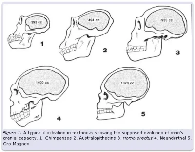 KawaJimmiego - Co ciekawe, nasz przodek Homo sapiens neanderthalensis miał większy mó...