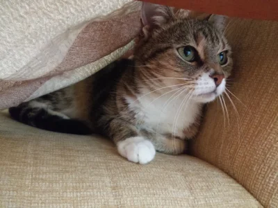 Sepp1991 - No cóż po prostu urodziła się debilem.
Jeśli ktoś nie wie tak wygląda kot...