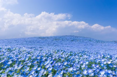 Heichou - Nadmorski Park Hitachi w Japonii. 
Wiosną można tam podziwiać kwiaty porce...