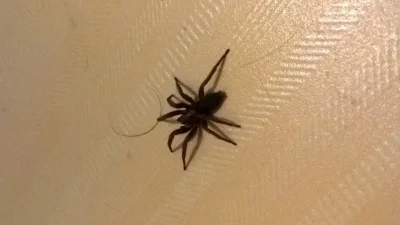 maddie - czy ktoś wie co to za pajączek? 
#pytanie #pajaki