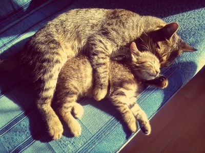 lewactwo - Kot Szymon i nowa kotka (jeszcze nie wymyśliliśmy jej imienia) - zaakcepto...