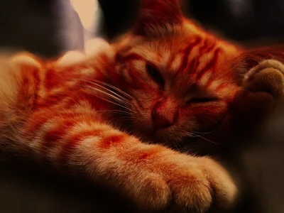 Bartek404 - #dobranoc ᶘᵒᴥᵒᶅ

#koty