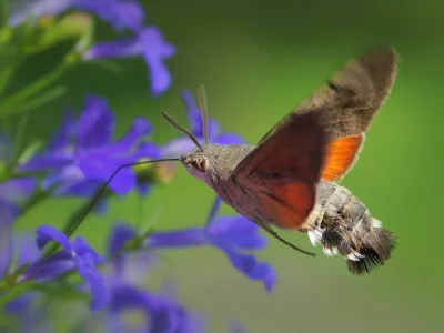 dybligliniaczek - @nietopies: A tu taki polski motylober. Niby motyl, a jak koliber. ...