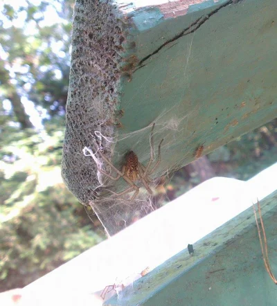 a7xksi - WTF?! Takie pająki są pod Łodzią :| #pajaki #wtf #nothingtodohere #spiderman