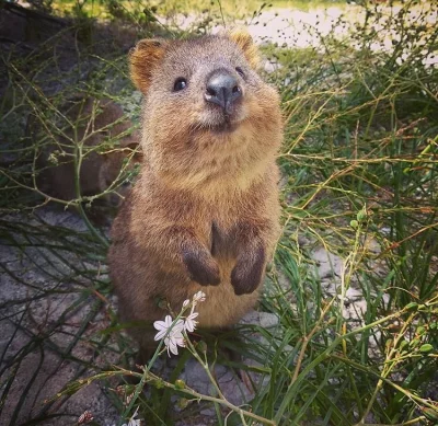 aloszkaniechbedzie - Wiosna, wiosna, wiosna ach to ty ^^

#quokkanadzis #quokka #zwie...