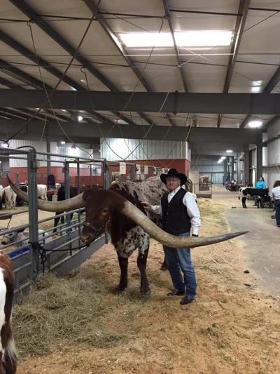 thoorgal - Howdy! #texas #ranczo #krowy #cowboys #holycow