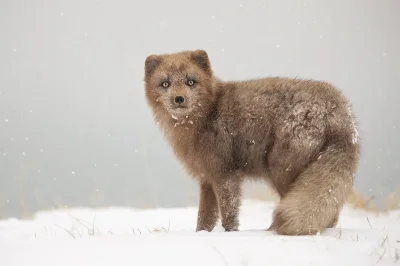 likk - zamiast powitania słów #porannaporcja polarnych lisów

Lis polarny, piesiec,...