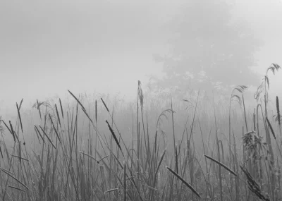 eterial - Mgła,tyle że letniego poranka
#polska 
#fotografia 
#natura
#mojezdjeci...