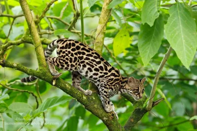 likk - zamiast powitania słów #porannaporcja leopardusów 

Ocelot (Leopardus) – rod...