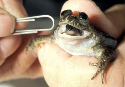 mozaika - @Migfirefox: żaba w żabie :)