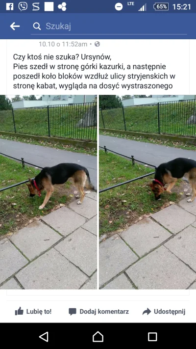 Bez_Komentarza - Ej ludzie po ursynowie grasuje wilczór, trzeba go zagazować, co z te...