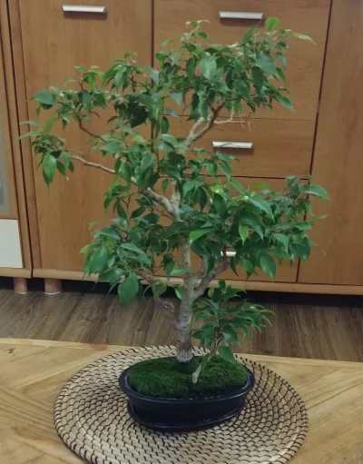 Wymazz - #bonsai #ficusbonsai 
Progres mojego drzewka po dwóch letnich sezonach.