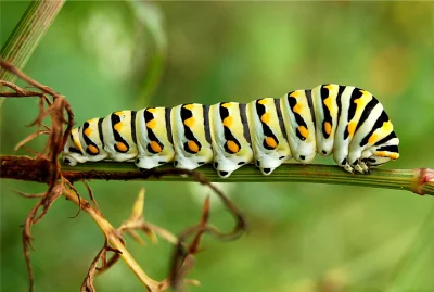 GraveDigger - O jaka ładna gąsienica (ʘ‿ʘ)
#zwierzaczki #caterpillarboners