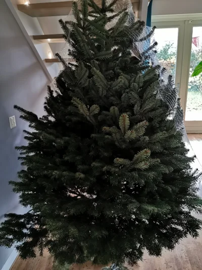 IkBenPool - Unboxing drzewka. Powoli wchodzi świąteczny klimat. Jeszcze wieczorem nap...