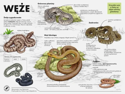 Lifelike - #nauka #zoologia #herpetologia #zwierzeta #gady #weze #infografika #graphs...