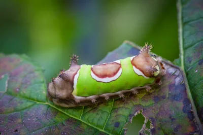 MaupoIina - Gąsienica w ubranku ( ͡° ͜ʖ ͡°)

#zwierzaczki #zwierzeta #owady #caterp...
