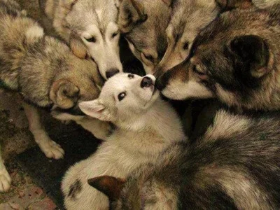 Wulfi - Dawno nie było ładnych zdjęć wilczków na wypoku

#wilk #smiesznypiesek #psy...
