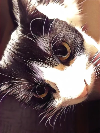 J.....y - Kiedy kot jest tak fotogeniczny ( ͡° ʖ̯ ͡°) #pokazkota #prisma #oczykota