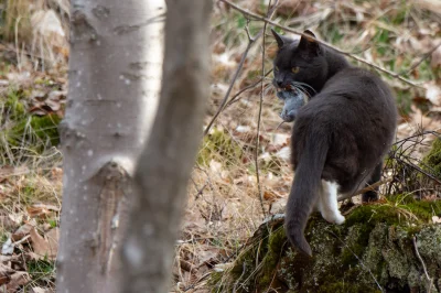 trzeci - Takiego Kociura dorwałem na spacerze w lesie.
#koty #polujacekotki 
SPOILE...