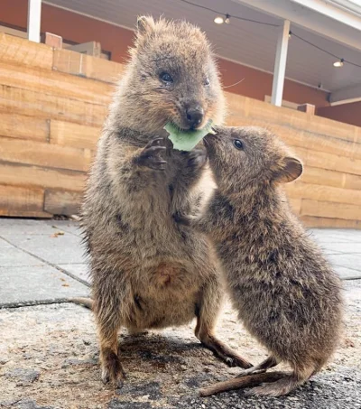 aloszkaniechbedzie - #quokkanadzis #quokkanawczoraj #quokka #zwierzaczki