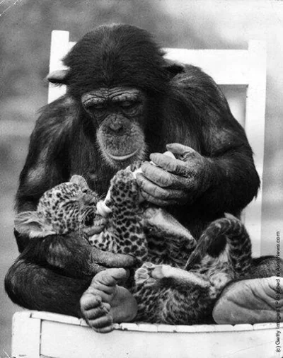 tomyclik - #fotografia #zoo #szympans #zwierzaczki #koty #smiesznykotek #anglia #70s ...