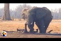 Zdejm_Kapelusz - Lew, król zwierząt ma ochotę zjeść małego słonia uwięzionego w dole,...