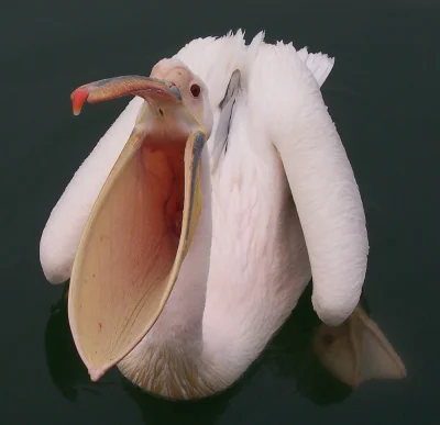 The_ZoltArR - @Wrzose: 9/10 bo pelikany łykajo.