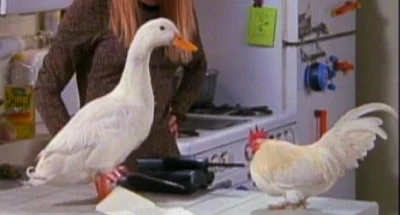 sowiq - @austra: W tytule "chicken" i "duck", a w serialu kogut i gęś :> No chyba że ...