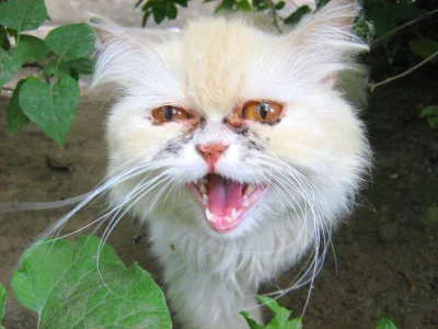 czteropak - Mój ukochany i najwspanialszy kot Białek, który zmarł na ospę rok temu. S...