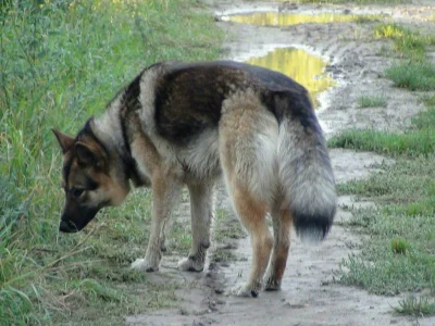 Alkath - Hej mirki z okolicy #poznan #wiry #lubon 
Mojej dziewczynie zaginął #pies. O...