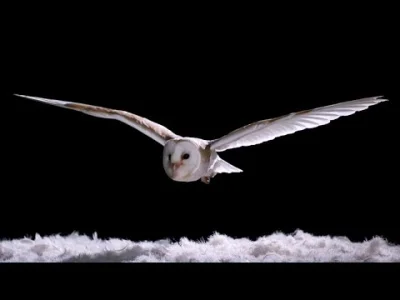 Keczupikczu - A tu odgłos lecącego gołębia vs sowa. Robi wrażenie (ʘ‿ʘ)
