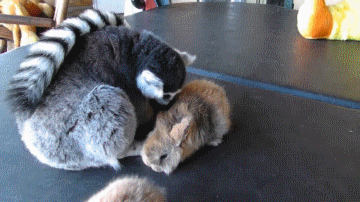 toxa - królik, lemur, królik królik 
#gif #smiesznypiesek #smiesznykrolik