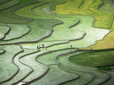 iwarsawgirl - Tarasowe pola ryżowe Tu Le Valley, Prowincja Yen Bai, Wietnam

fot. Q...