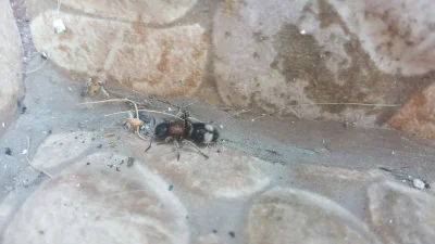 turborafi - Ktoś wie co to za śmieszna włochata mrówka?
#pytanie #owady