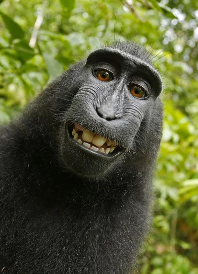 pierozkowyviking - #selfie #makak #zwierzaczki #smiesznypiesek
