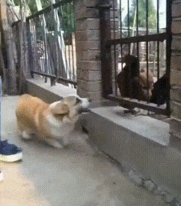 mikasz - #heheszki #smiesznypiesek #gif 
Tak oto działają niektóre psy ( ͡° ͜ʖ ͡°)