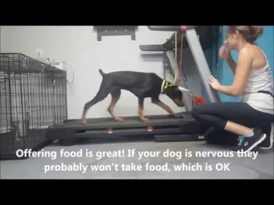 starnak - @ZAWADIAK: How-To: Introduing a Dog to the Treadmill | Take the Lead K9 Tra...