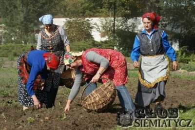 Maglu - @Mesk: Maszynistki do zbioru ziemniaków.