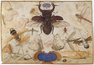 myrmekochoria - Joris Hoefnagel (1542 - 1600) "Insekty i głowa boga wiatru", 1590 rok...